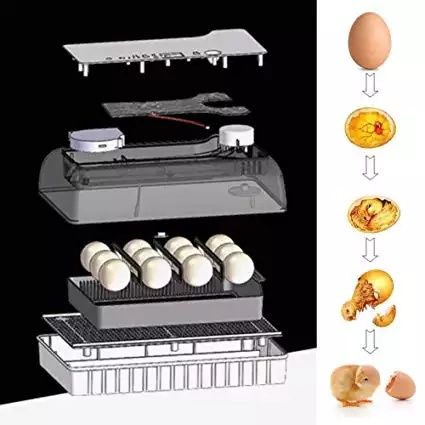 (NOVO) Chocadeira Incubadora Automática 12 Ovos Galinha