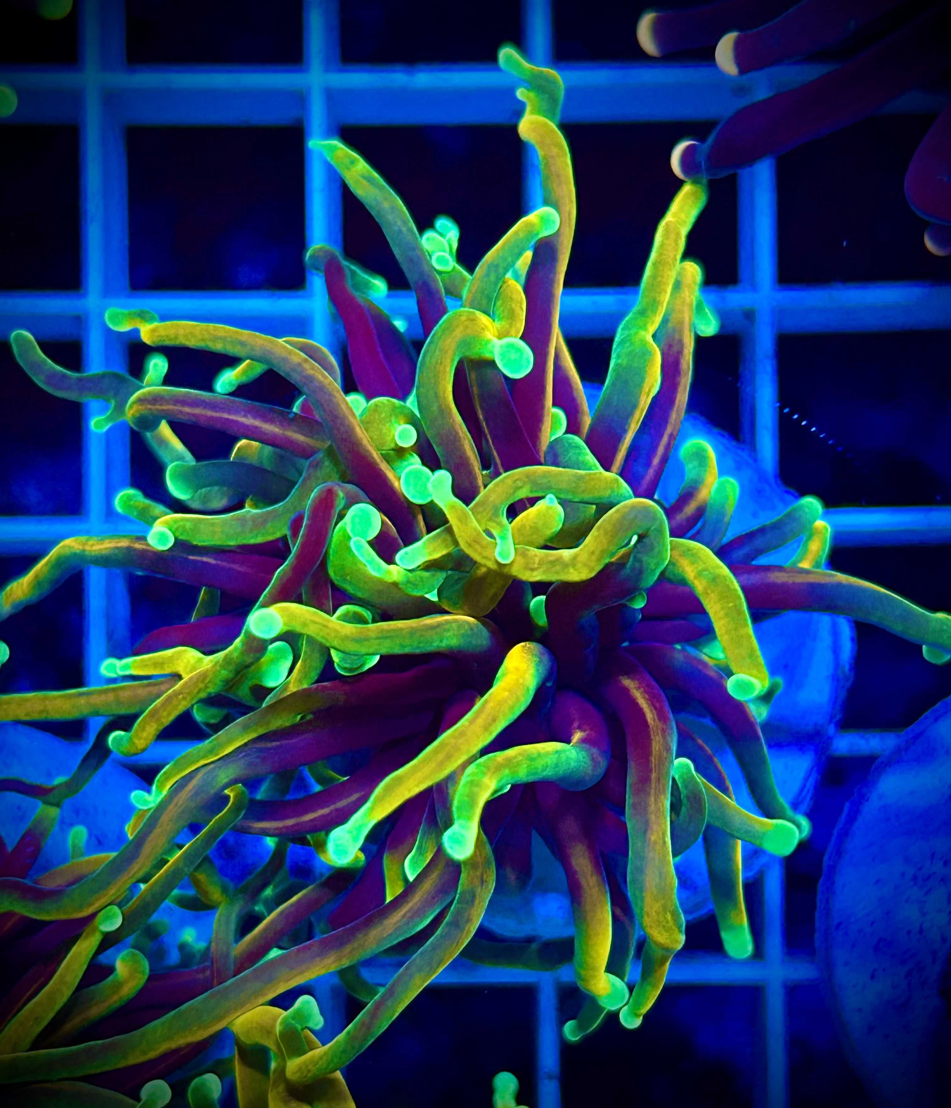 Euphyllia Glabrescens Hellfire torch