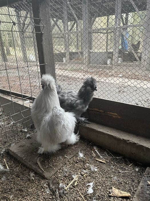 Koguty silki jedwabiste Typ USA 2024 r kolor bialy, lawendowy, niebies