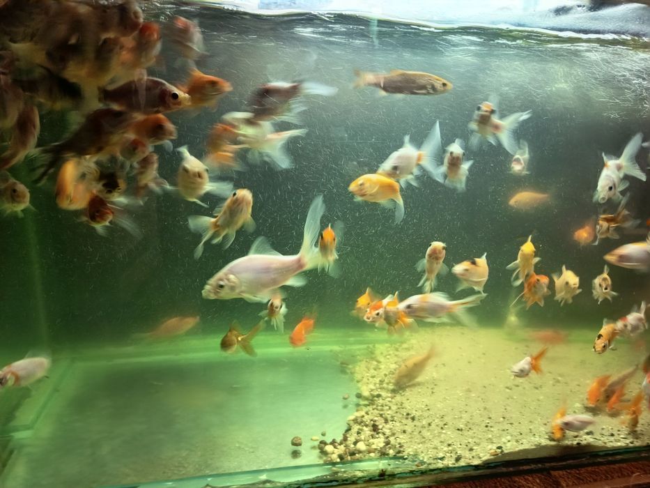 Sprzedam złote rybki