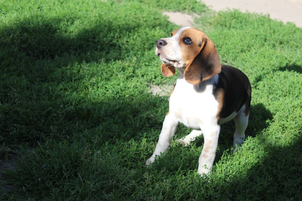 Beagle piesek do odbioru