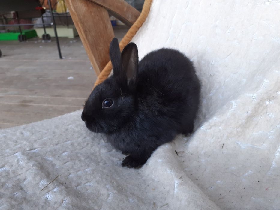 Króliczki malutkie czarnusie