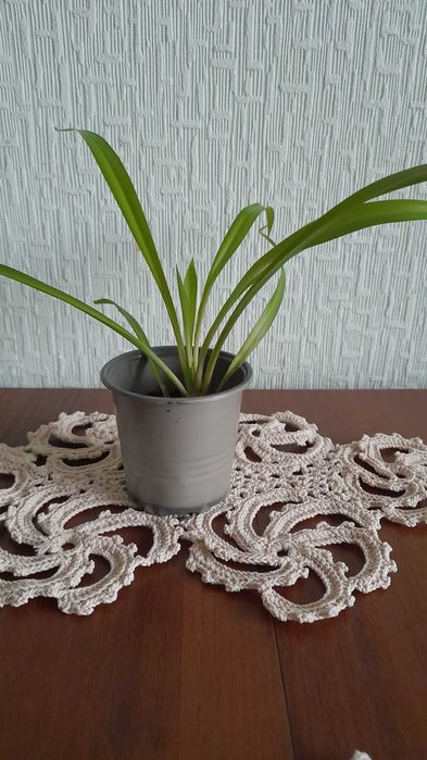 Хлорофітум домашні рослини