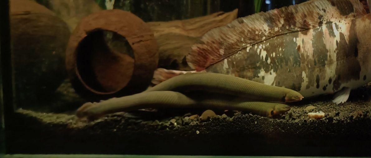 Sum clarias batrachus (długowąs żabi) oraz trzcinnik
