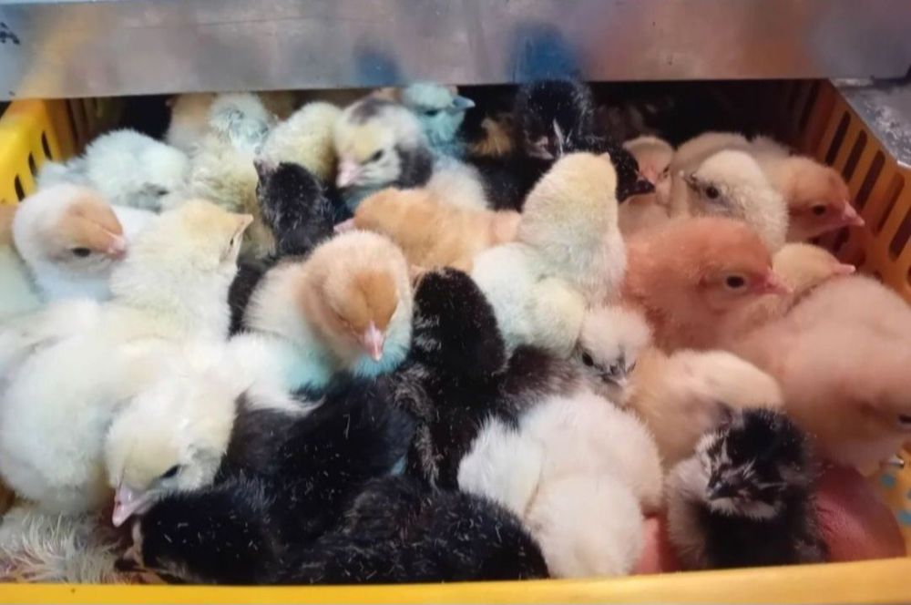 Pisklęta marans, araucana, vorwerk, lakenfelder, silka, wayendotte,