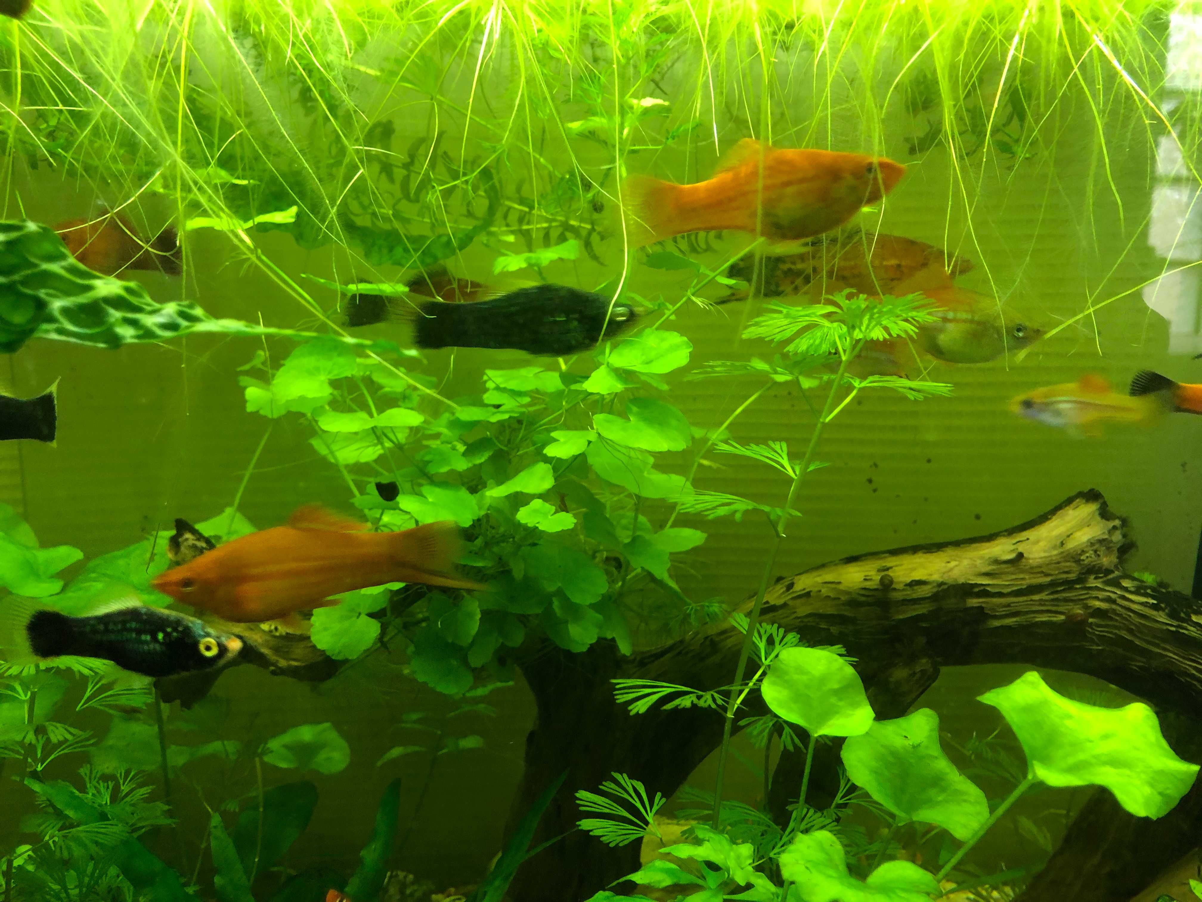 ryba akwariowa Mieczyk (różne wielkości, płeć i kolor) !