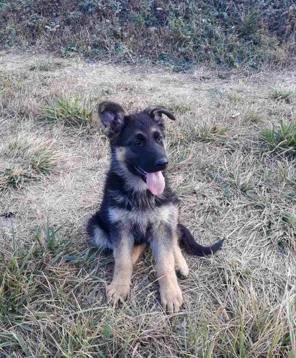 Щенок немецкой овчарки