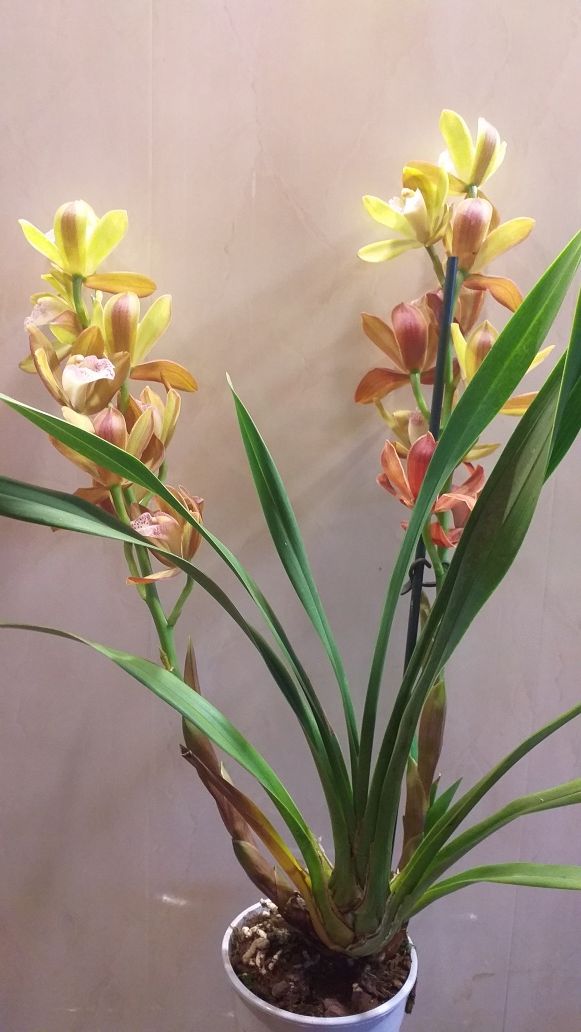 орхидея Цимбидиум.