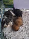 Szczeniaki po mamie shihtzu