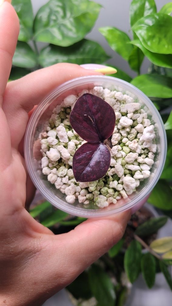 Zamioculcas / Zamiokulkas Raven Red Wine