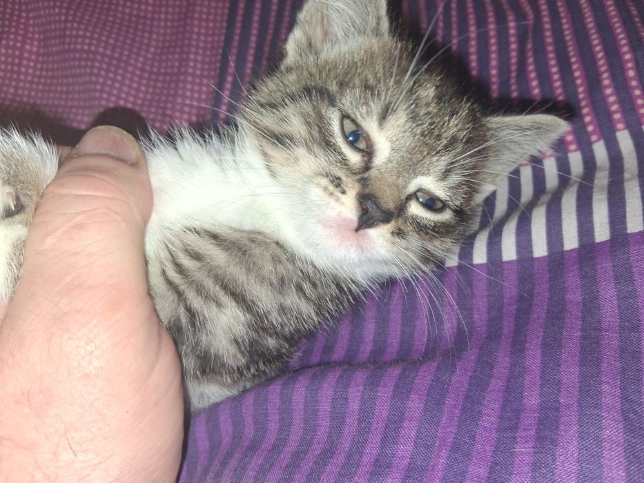 Oddam za darmo  kotka