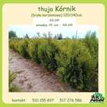 Thuja _ tuja Kórnik żywopłot 120, 130, 140