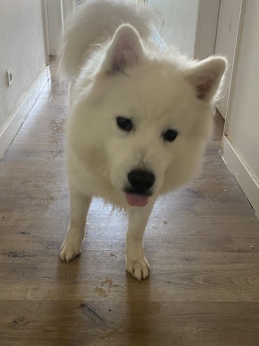 Cao da raça Samoiedo