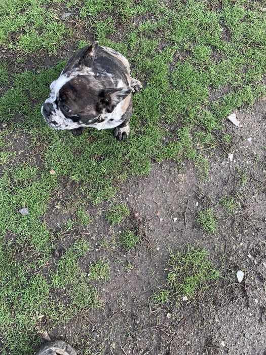 Чудові французики