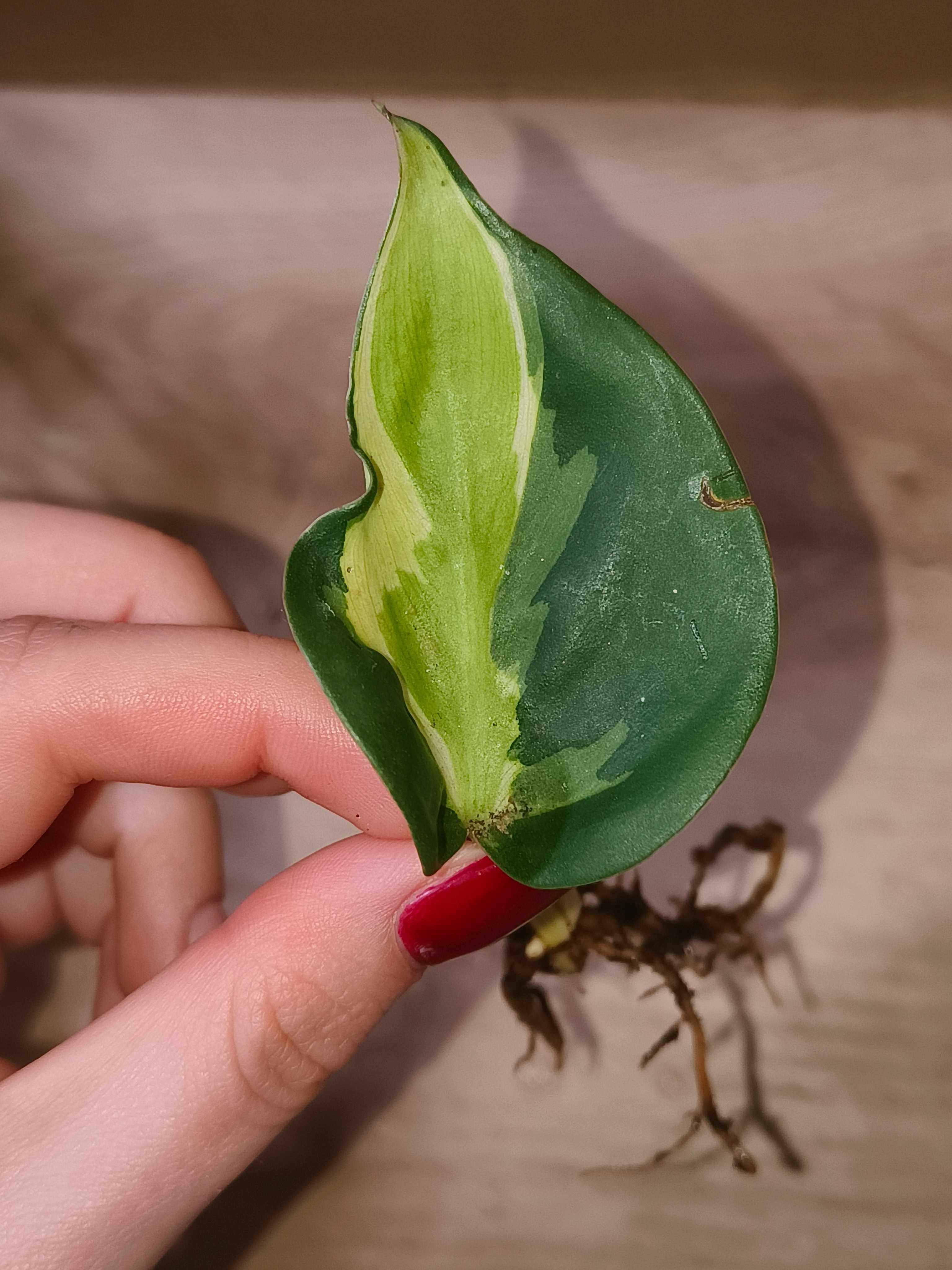 Philodendron cream splash