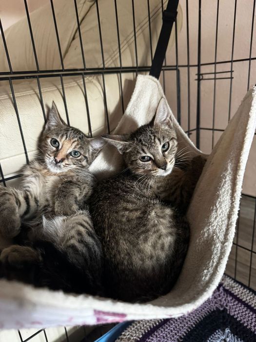 Cudowne koteczki do adopcji