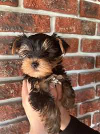 York yorkshire terrier