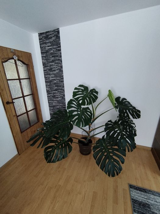 Monstera duża / Ktenante