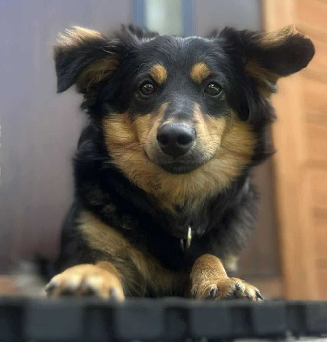 Toro szuka dobrego domu