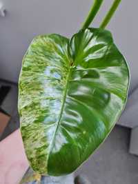 Wielki Szczyt trzy liscie Philodendron Giganteum variegata filodendron