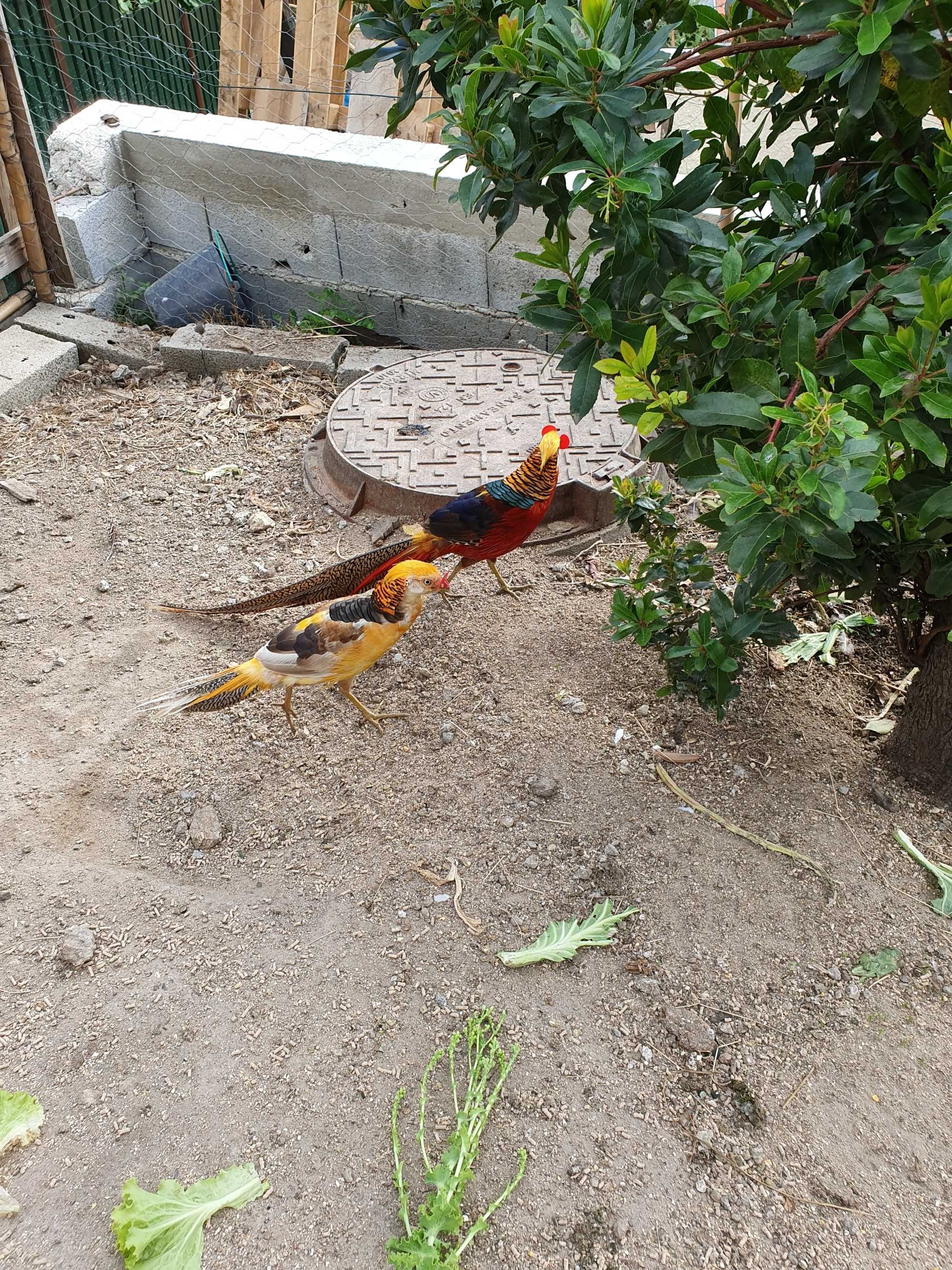 Casal de Pavões adultos