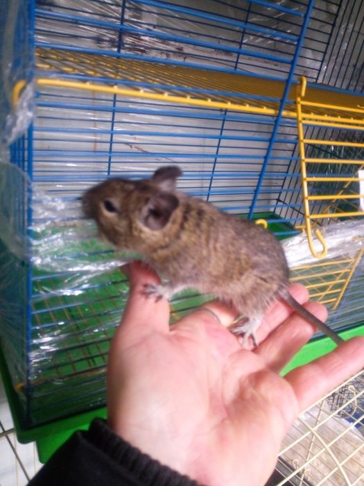 Домашні декоративні миші