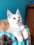 Maine coon rudy srebrzysty kocurek z rodowodem FPL