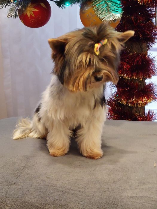 Suczka Yorkshire terrier Biewer