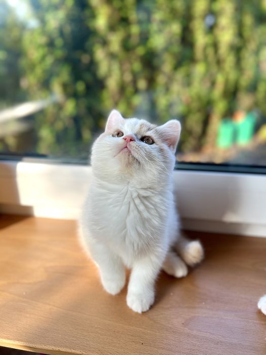 Kocurek Brytyjski Bicolour