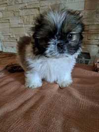 Piesek Shih tzu szczeniak