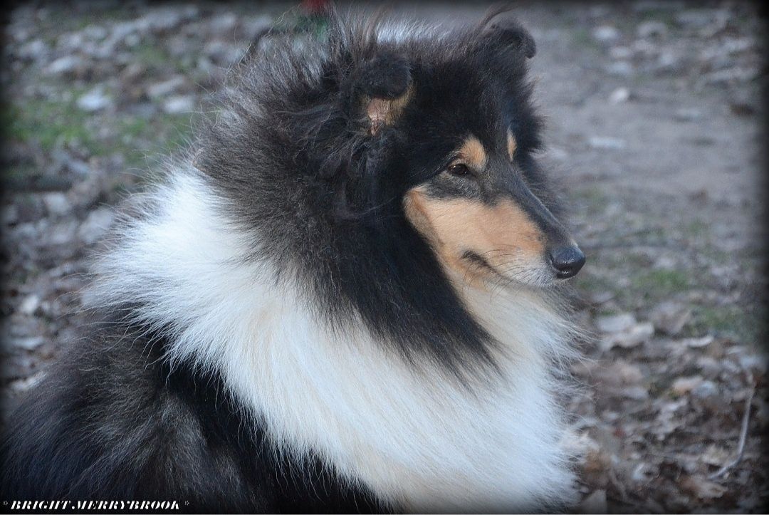 Щенки колли триколор/ цуценята коллі