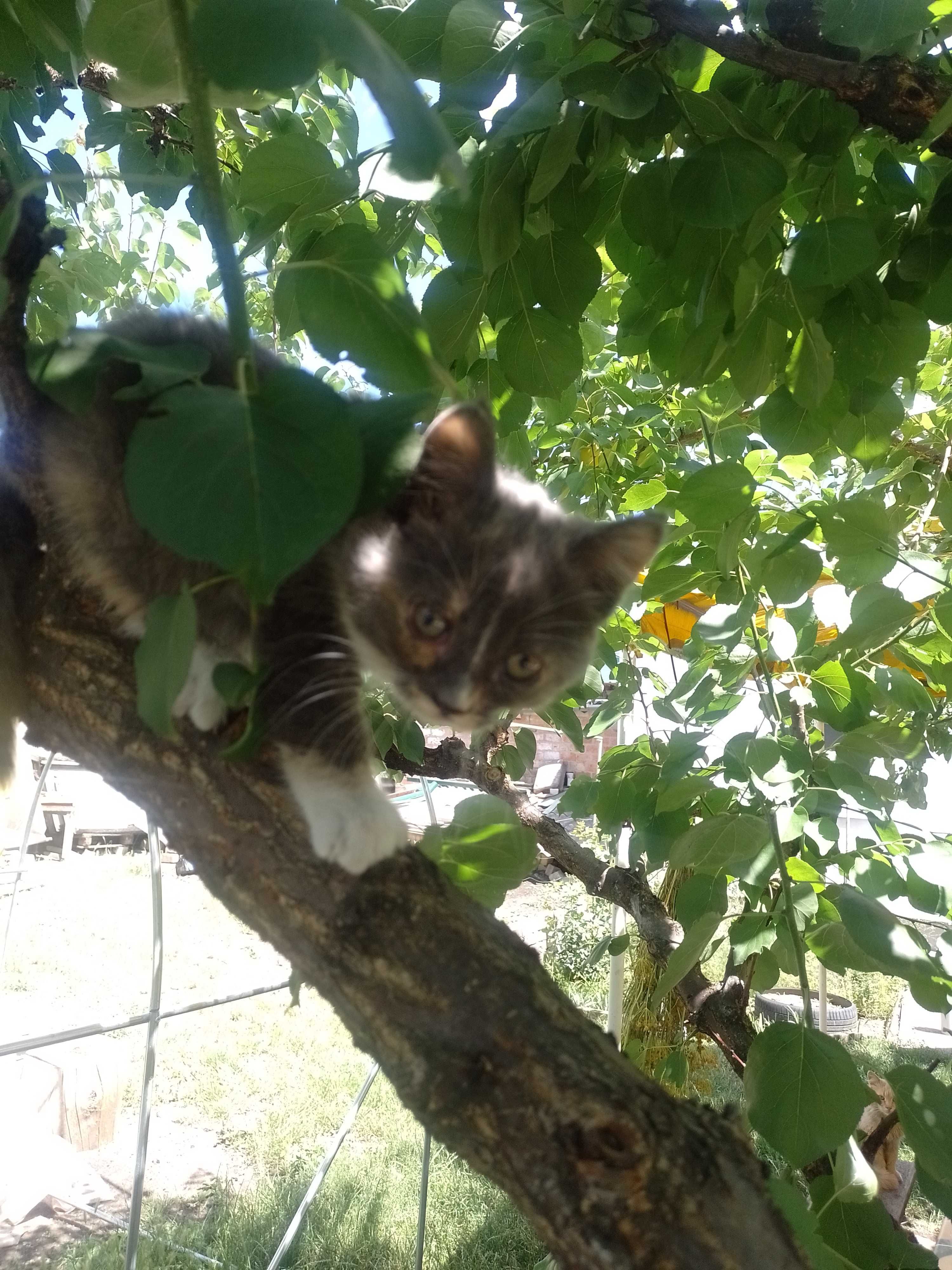 Коти вітдам в хороші руки