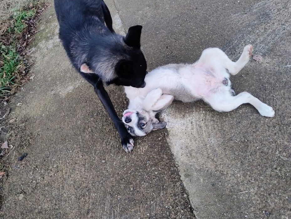 Щенята дворняжки віддам в добрі руки
