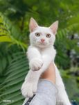 Сніжочок хлопчик кошеня 2 міс.