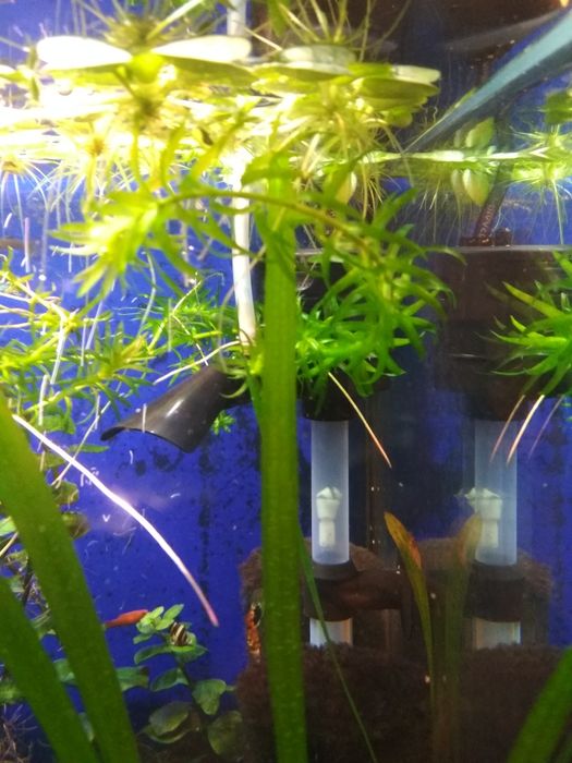 Moczarka do akwarium