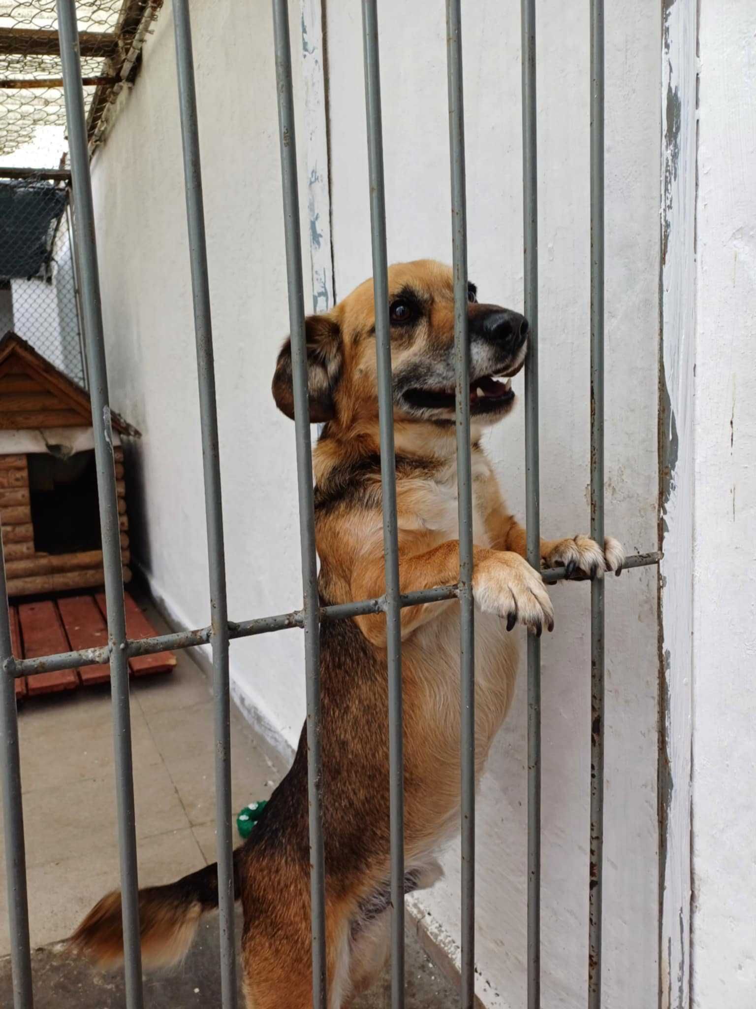 Pilne!!Kubuś po 4 latach od adopcji został porzucony daj dam Sylwia Wa