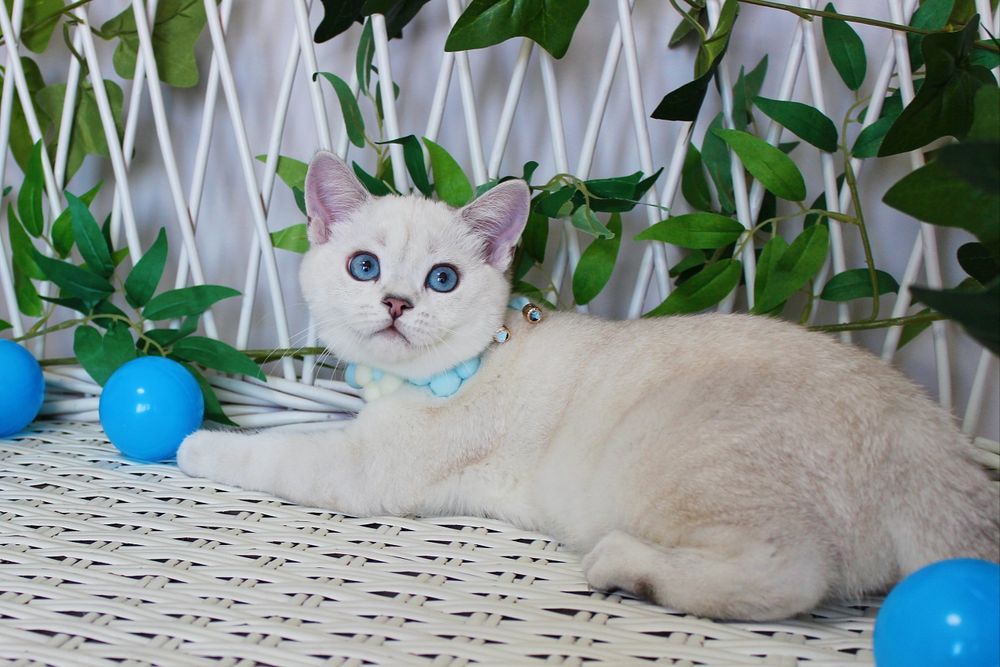 Синьокий шотландський котик