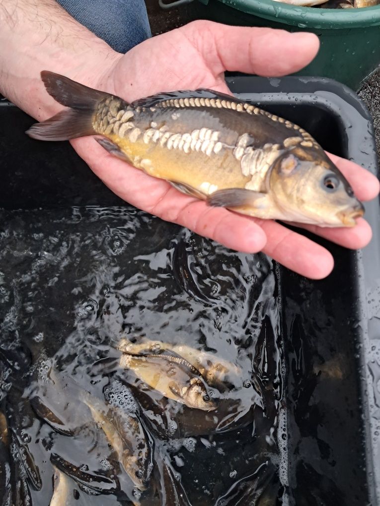 Karp 15-20cm cm, dostępny, Lin, Amur, jesiotr