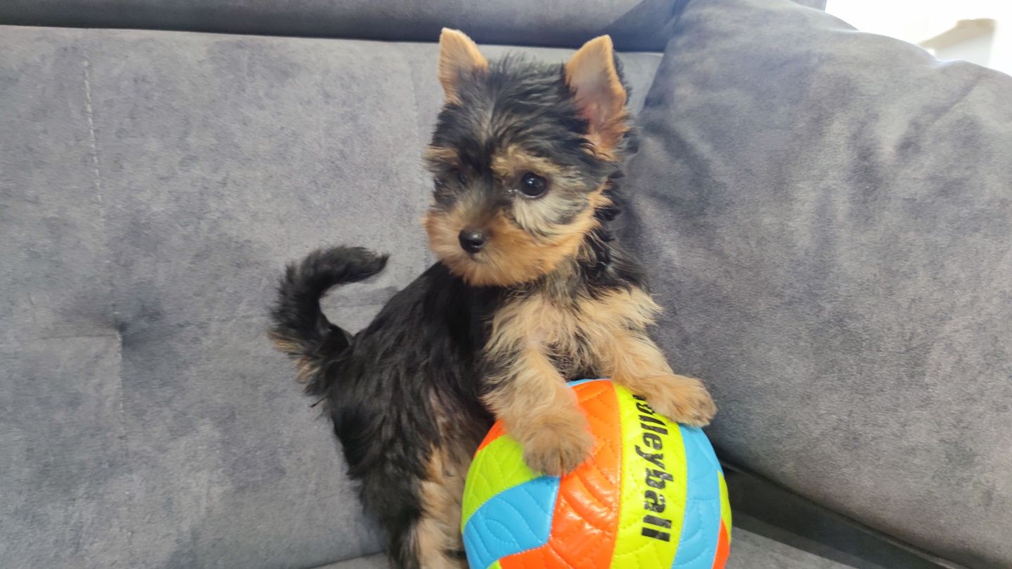 Yorkshire terrier york