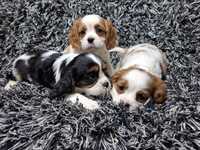 Cavalier king charles spaniel piesek