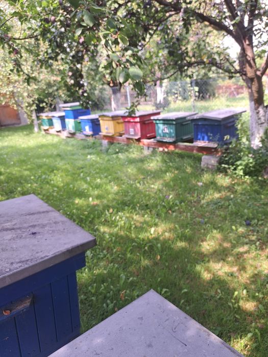 Ule wielkopolskie 12 ramkowe