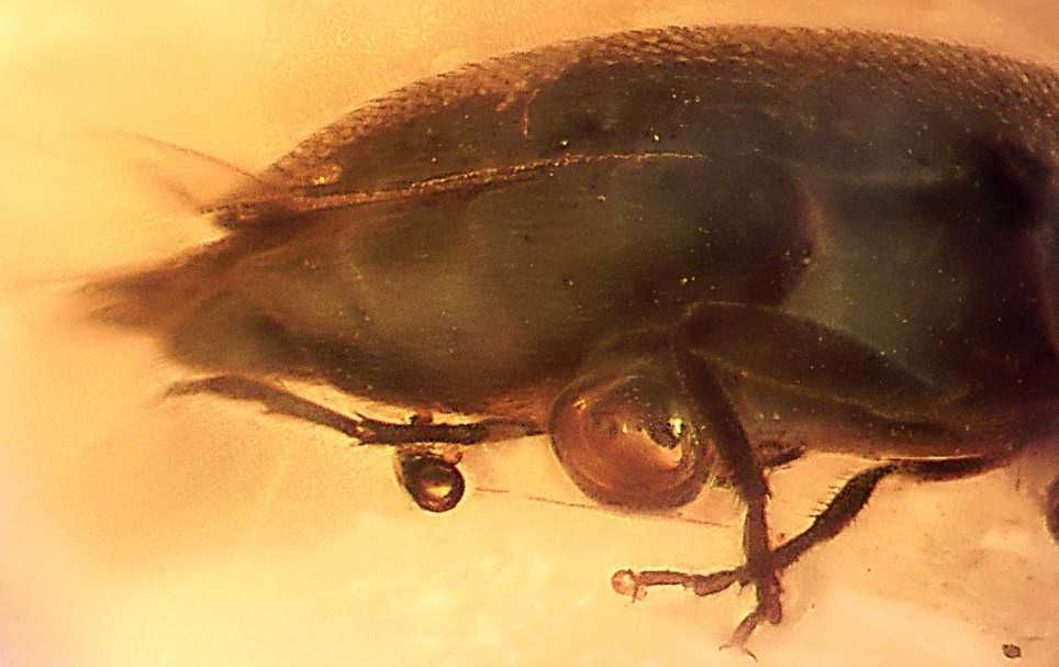 Wymarły chrząszcz bursztyn inkluzja Coleoptera