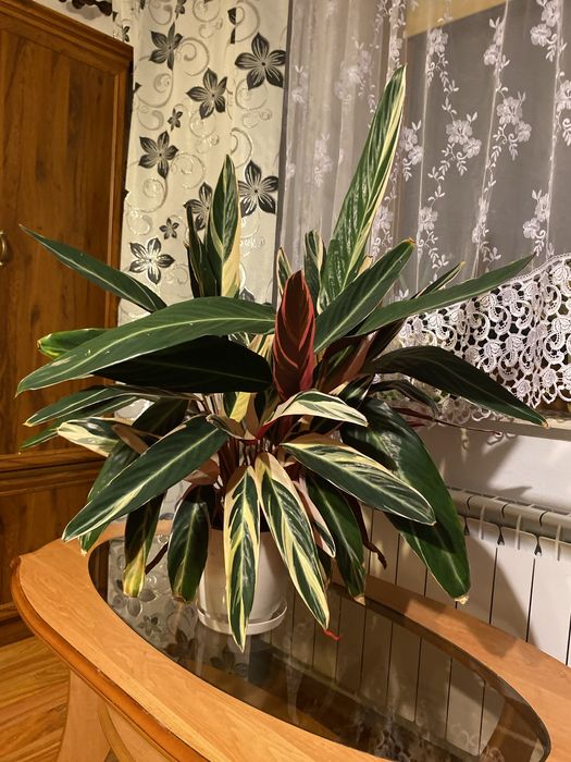 Stromanthea Triostar