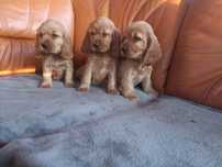 Piękny piesek Cocer spaniel angielski