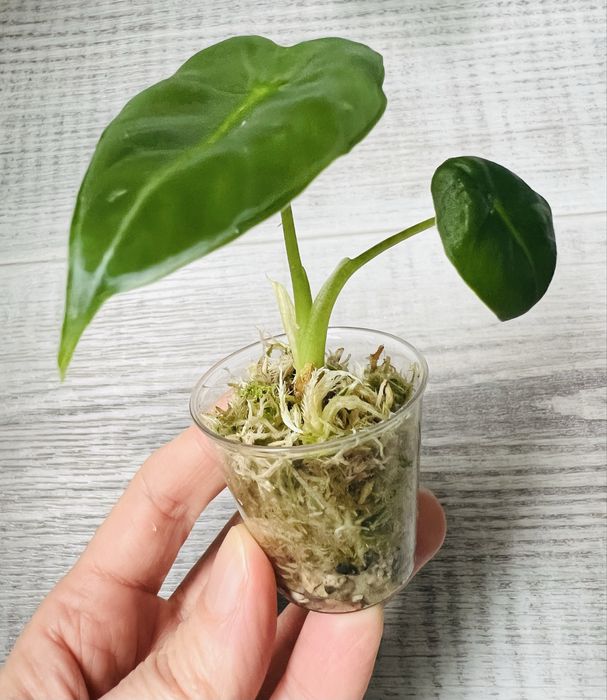 Alocasia набір алоказій  5 сортів