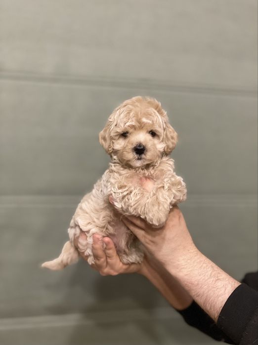 Міні красунчик мальтипу