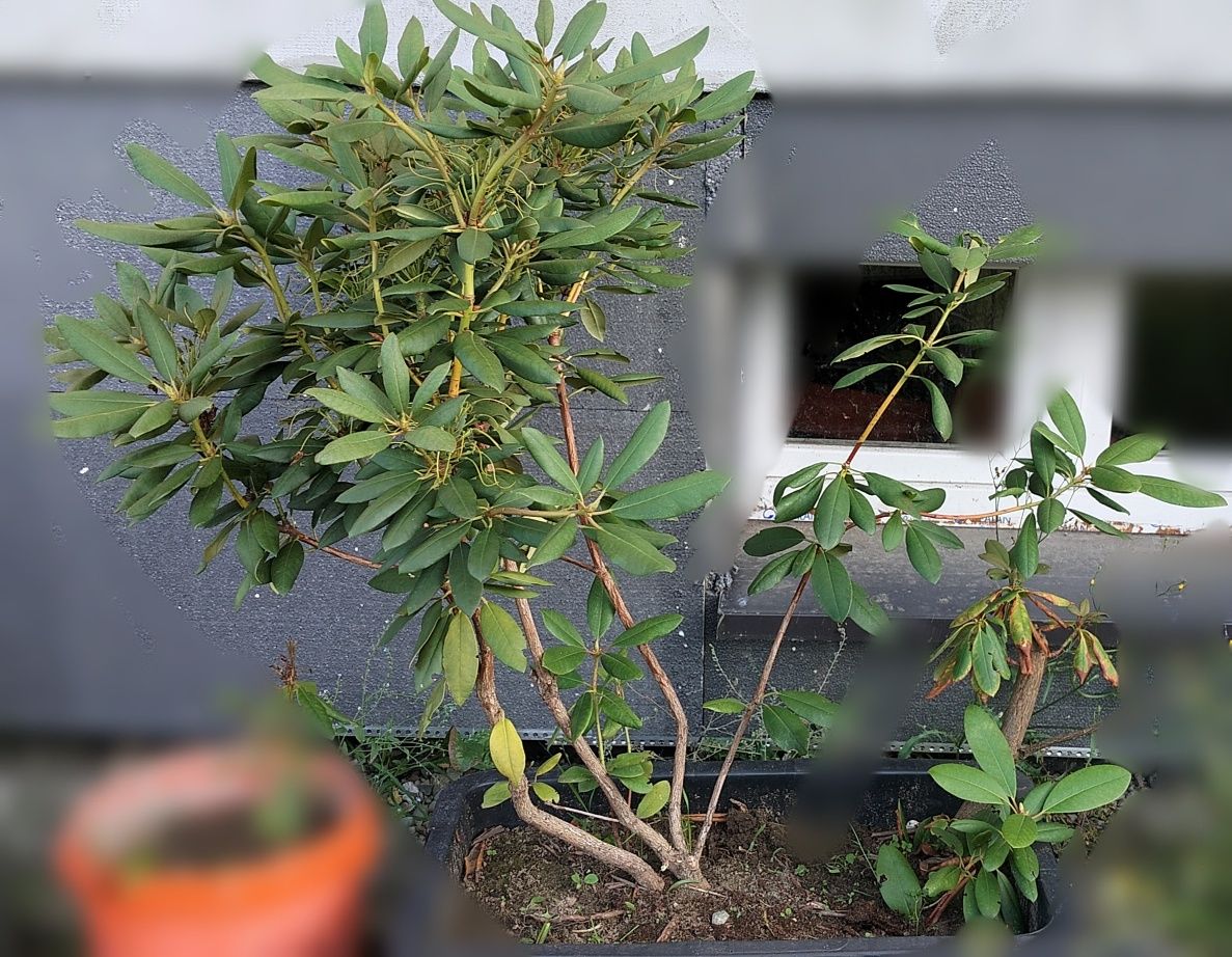 Rododendrony krzew