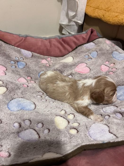 Cavalier King Charles Spaniel Zkwp FCI suczka