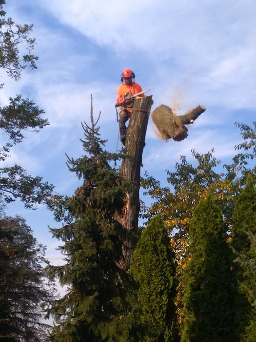 Alpinistyczne cięcie i przycinanie drzew Wodzierady Konstantynów Pabia