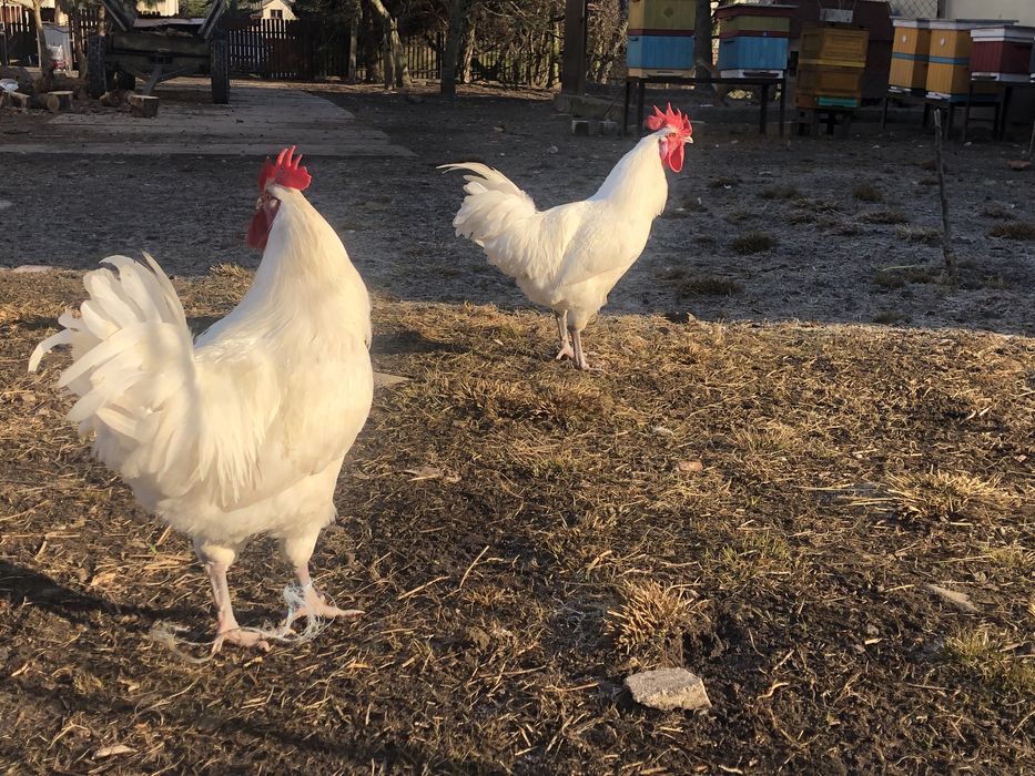 Kogut de bresse Cegłów